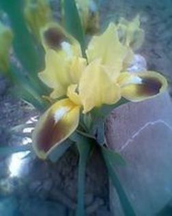 iris galben-maro pitic nr 3 - irisi