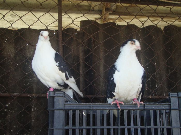 Pereche - Porumbei galateni
