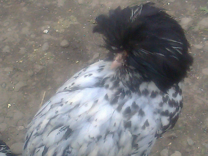 generatie noua paduana