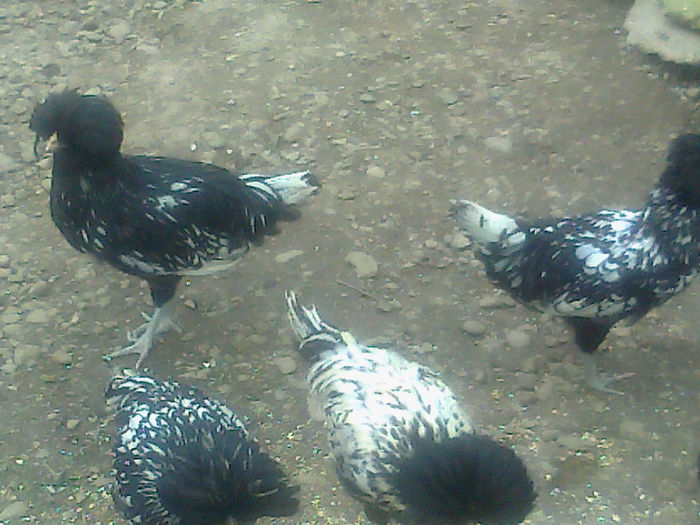 generatie noua paduana