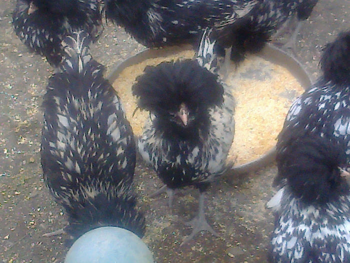 generatie noua paduana