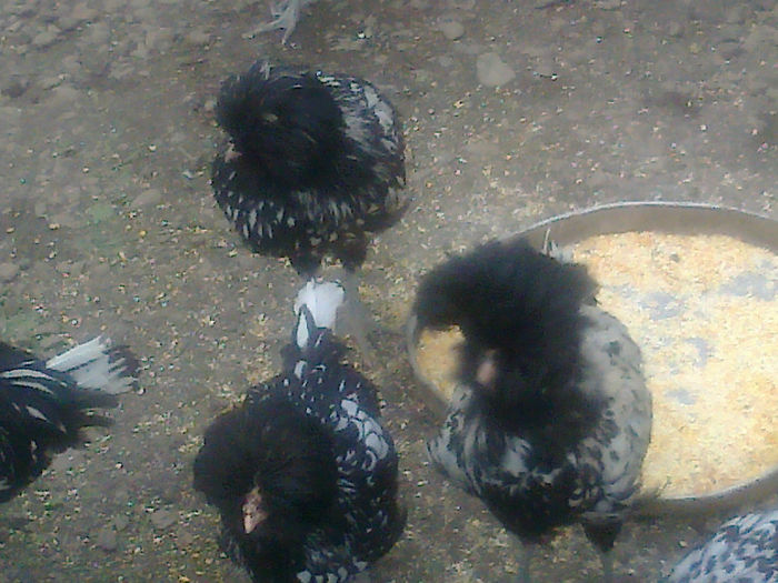 generatie noua paduana