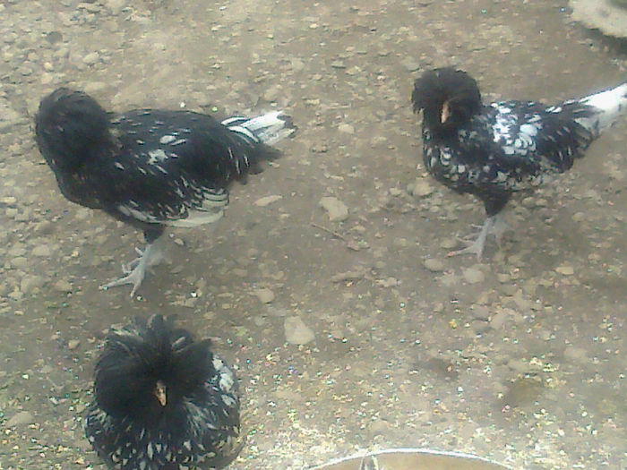 generatie noua paduana