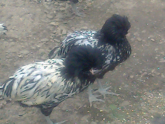 generatie noua paduana