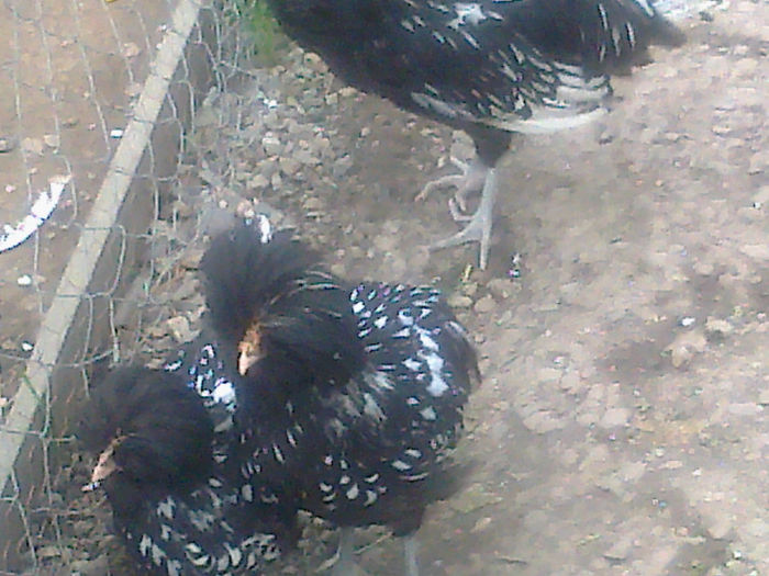 generatie noua paduana