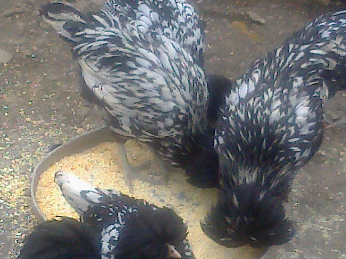 generatie noua paduana