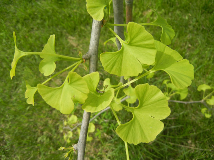 Gingko biloba (2014, April 27) - Gingko biloba