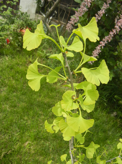 Gingko biloba (2014, April 27)