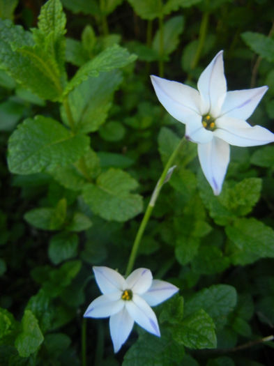 Ipheion Wisley Blue (2014, April 26) - Ipheion uniflorum Wisley Blue