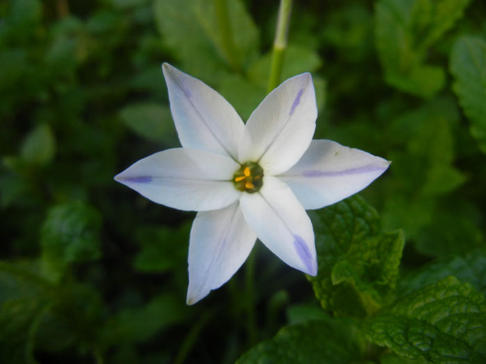 Ipheion Wisley Blue (2014, April 26) - Ipheion uniflorum Wisley Blue