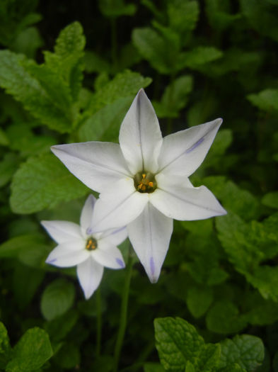 Ipheion Wisley Blue (2014, April 27) - Ipheion uniflorum Wisley Blue