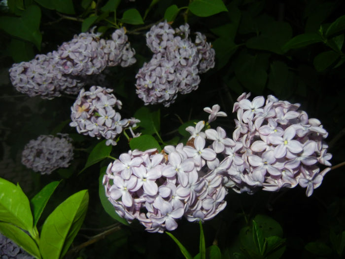 Syringa vulgaris_Lilac (2014, April 24)