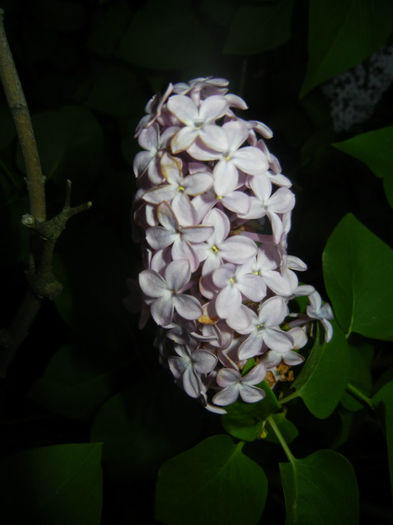 Syringa vulgaris_Lilac (2014, April 24)