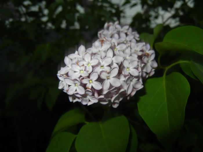 Syringa vulgaris_Lilac (2014, April 24)