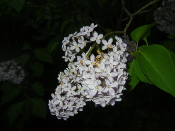 Syringa vulgaris_Lilac (2014, April 24)