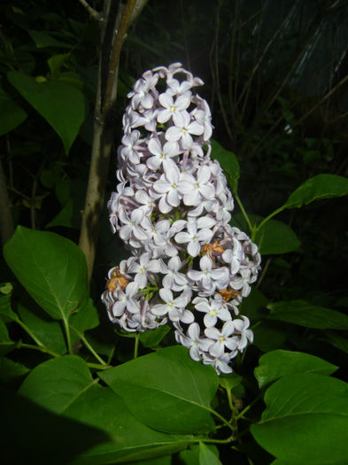 Syringa vulgaris_Lilac (2014, April 24)