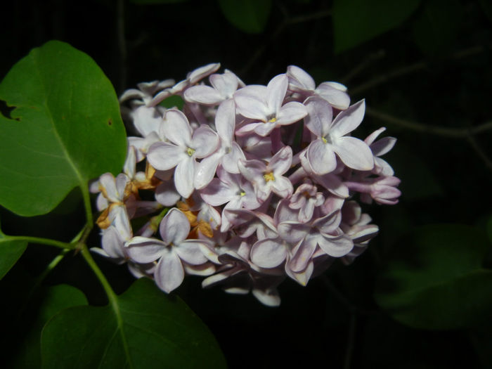 Syringa vulgaris_Lilac (2014, April 24)