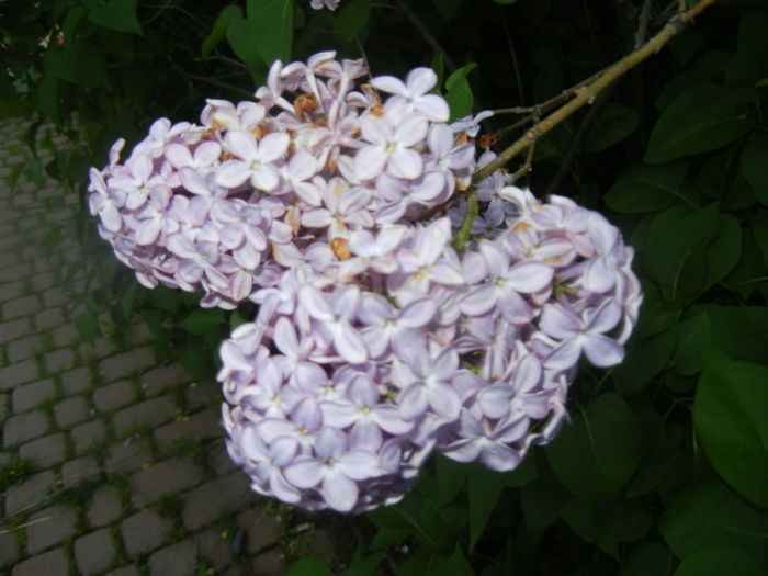 Syringa vulgaris_Lilac (2014, April 24)