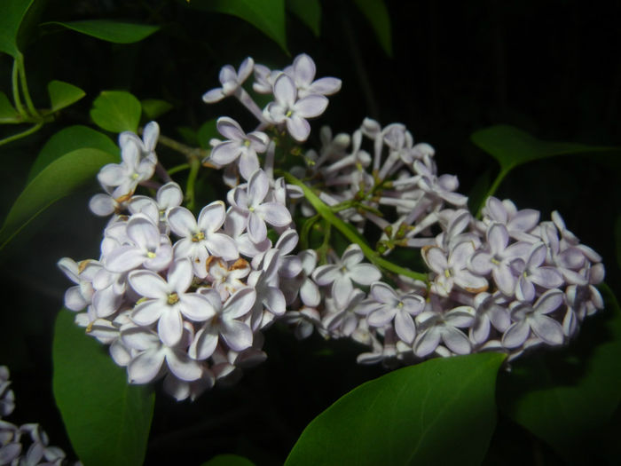 Syringa vulgaris_Lilac (2014, April 24)