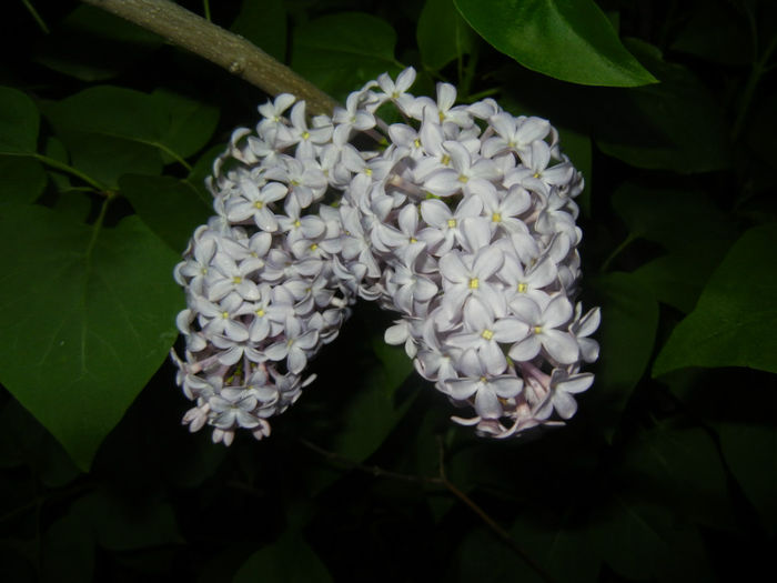 Syringa vulgaris_Lilac (2014, April 24)