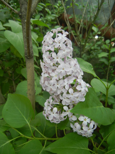 Syringa vulgaris_Lilac (2014, April 27)