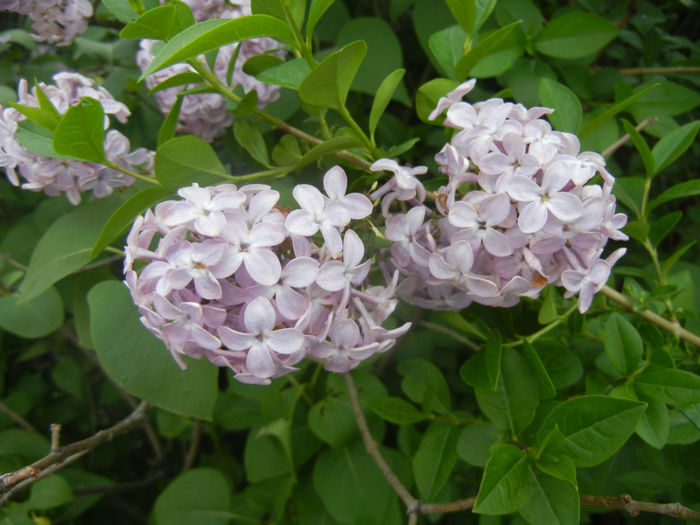 Syringa vulgaris_Lilac (2014, April 27)