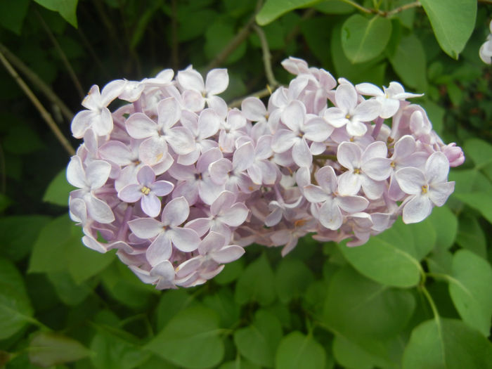 Syringa vulgaris_Lilac (2014, April 27)