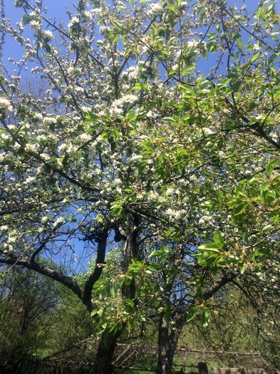 IMG_0049 - Nona si Primavara 2014