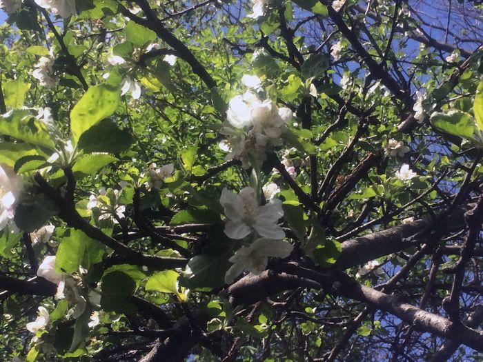 IMG_0050 - Nona si Primavara 2014