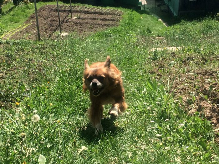 IMG_0052 - Nona si Primavara 2014