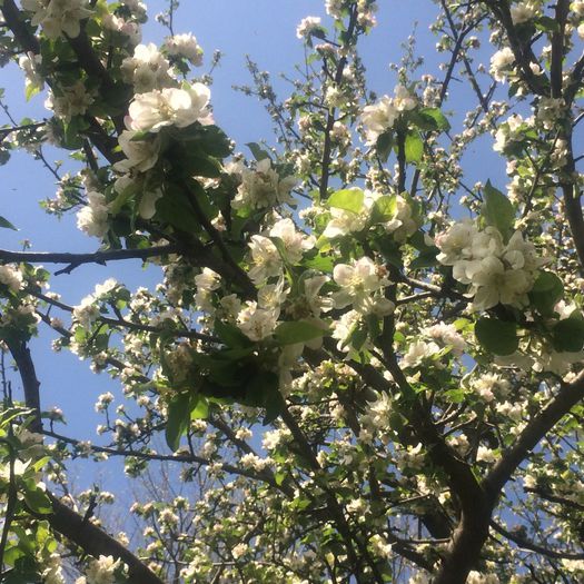 IMG_0063 - Nona si Primavara 2014