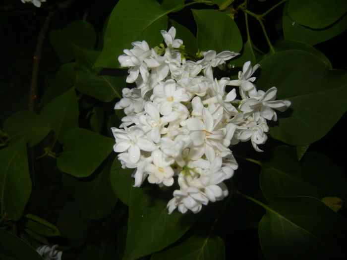 White Lilac Tree (2014, April 24) White Lilac Tree (2014, April 24)