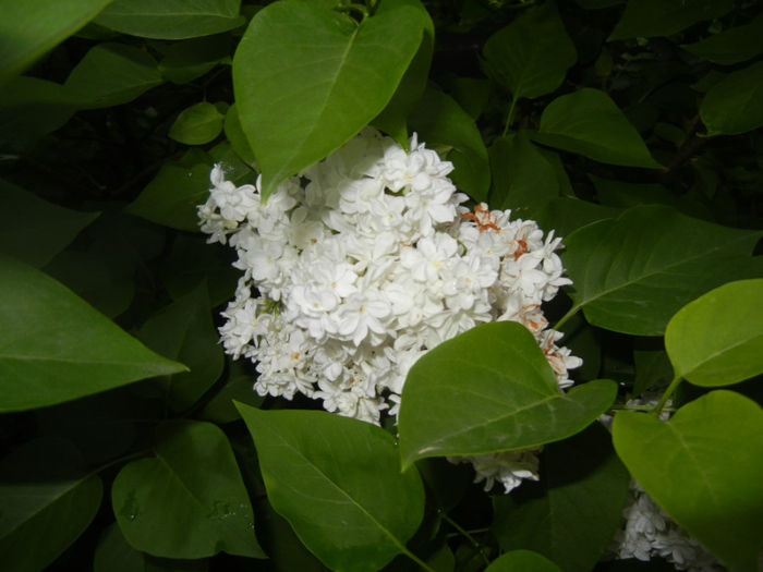 White Lilac Tree (2014, April 24) White Lilac Tree (2014, April 24)