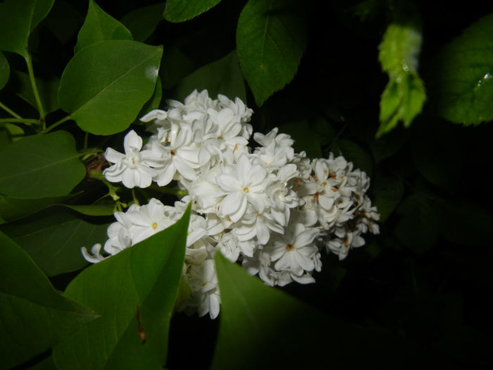 White Lilac Tree (2014, April 24) White Lilac Tree (2014, April 24)