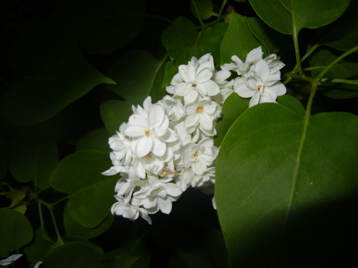 White Lilac Tree (2014, April 24)