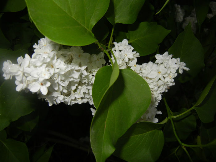 White Lilac Tree (2014, April 24) White Lilac Tree (2014, April 24)