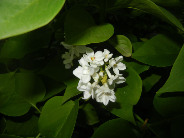 White Lilac Tree (2014, April 24) White Lilac Tree (2014, April 24)