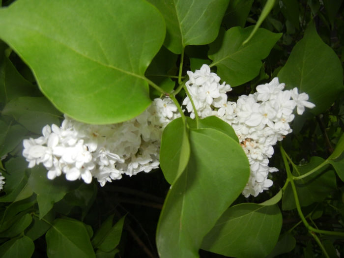 White Lilac Tree (2014, April 24) White Lilac Tree (2014, April 24)