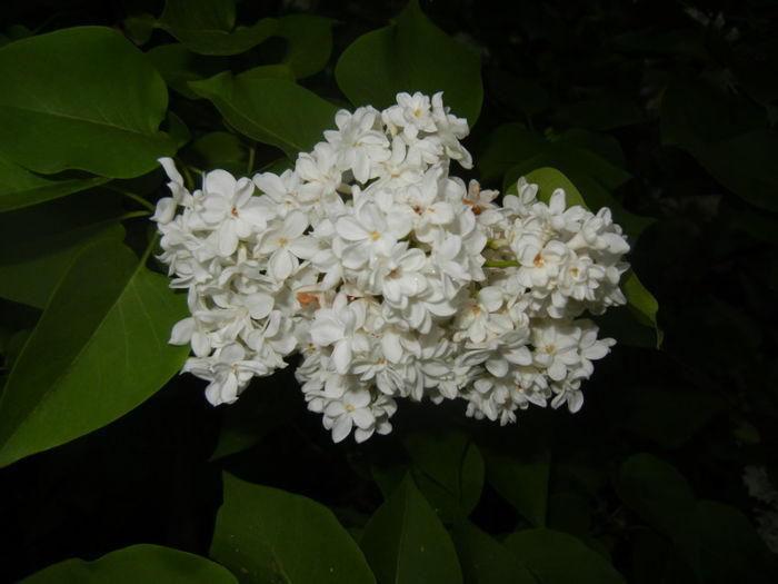 White Lilac Tree (2014, April 24) White Lilac Tree (2014, April 24)