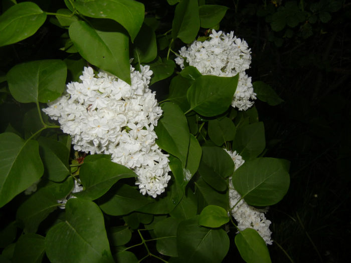 White Lilac Tree (2014, April 24) White Lilac Tree (2014, April 24)