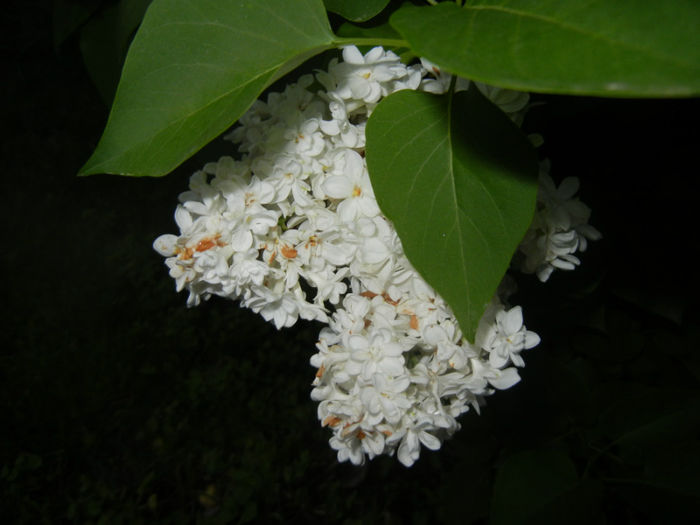 White Lilac Tree (2014, April 24) White Lilac Tree (2014, April 24)