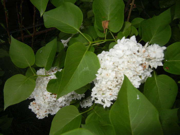 White Lilac Tree (2014, April 24) White Lilac Tree (2014, April 24)