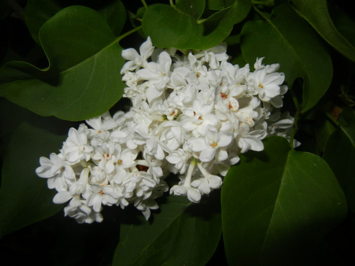 White Lilac Tree (2014, April 24) White Lilac Tree (2014, April 24)