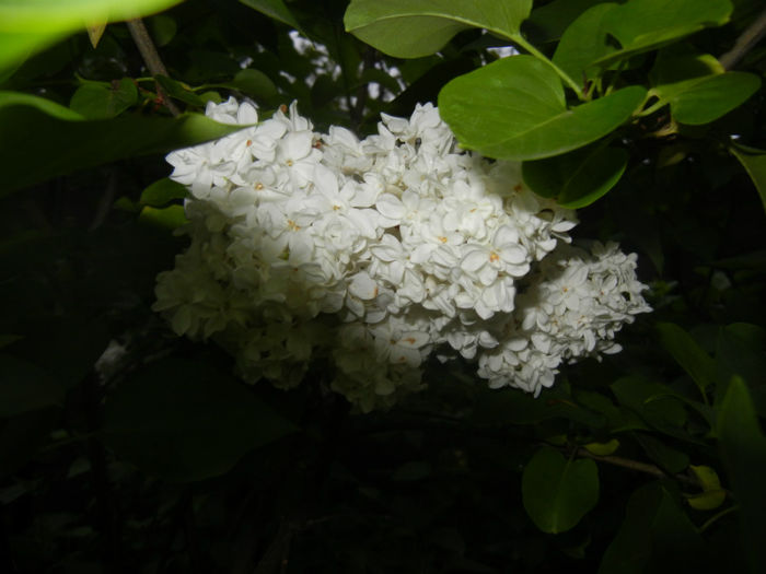 White Lilac Tree (2014, April 24)