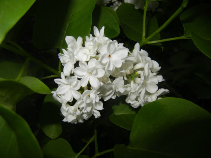White Lilac Tree (2014, April 24) White Lilac Tree (2014, April 24)
