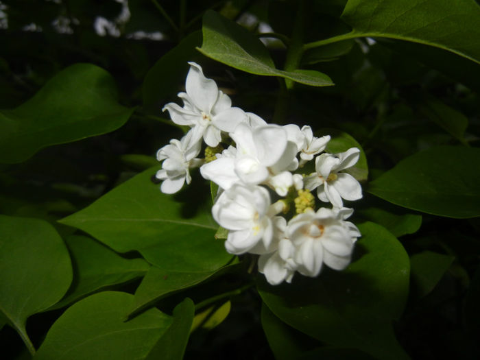 White Lilac Tree (2014, April 24)