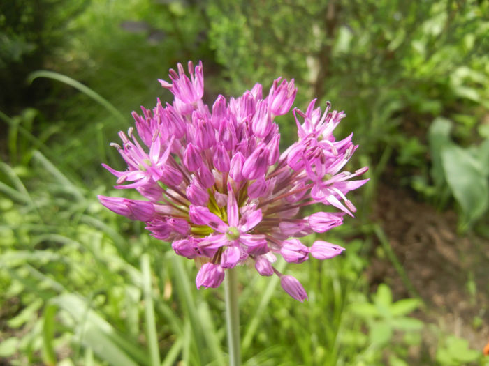 Allium Purple Sensation (2014, April 27) - Allium aflatunense Purple