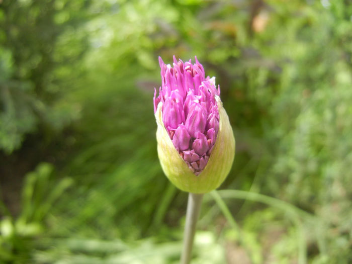 Allium Purple Sensation (2014, April 27) - Allium aflatunense Purple