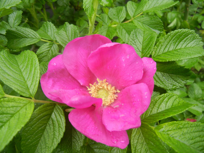 Rosa rugosa (2014, April 25)