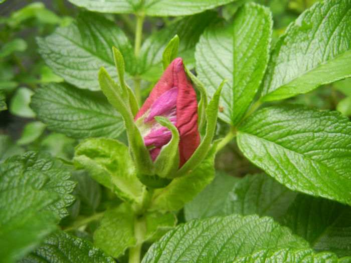 Rosa rugosa (2014, April 25)